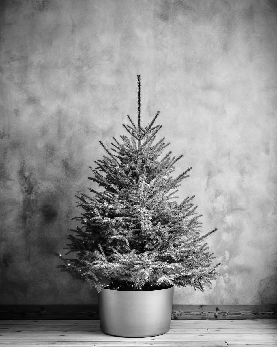 5 Tipps für lange Freude mit Ihrem Weihnachtsbaum
