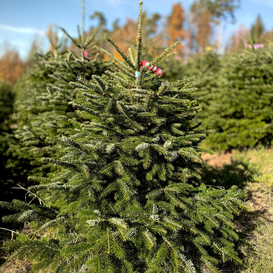 Bayerische Premium Nordmanntanne S - 1m bis 1,30m