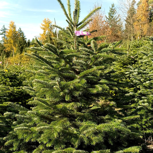 Bayerische Premium Nordmanntanne L - 1,70m bis 2m