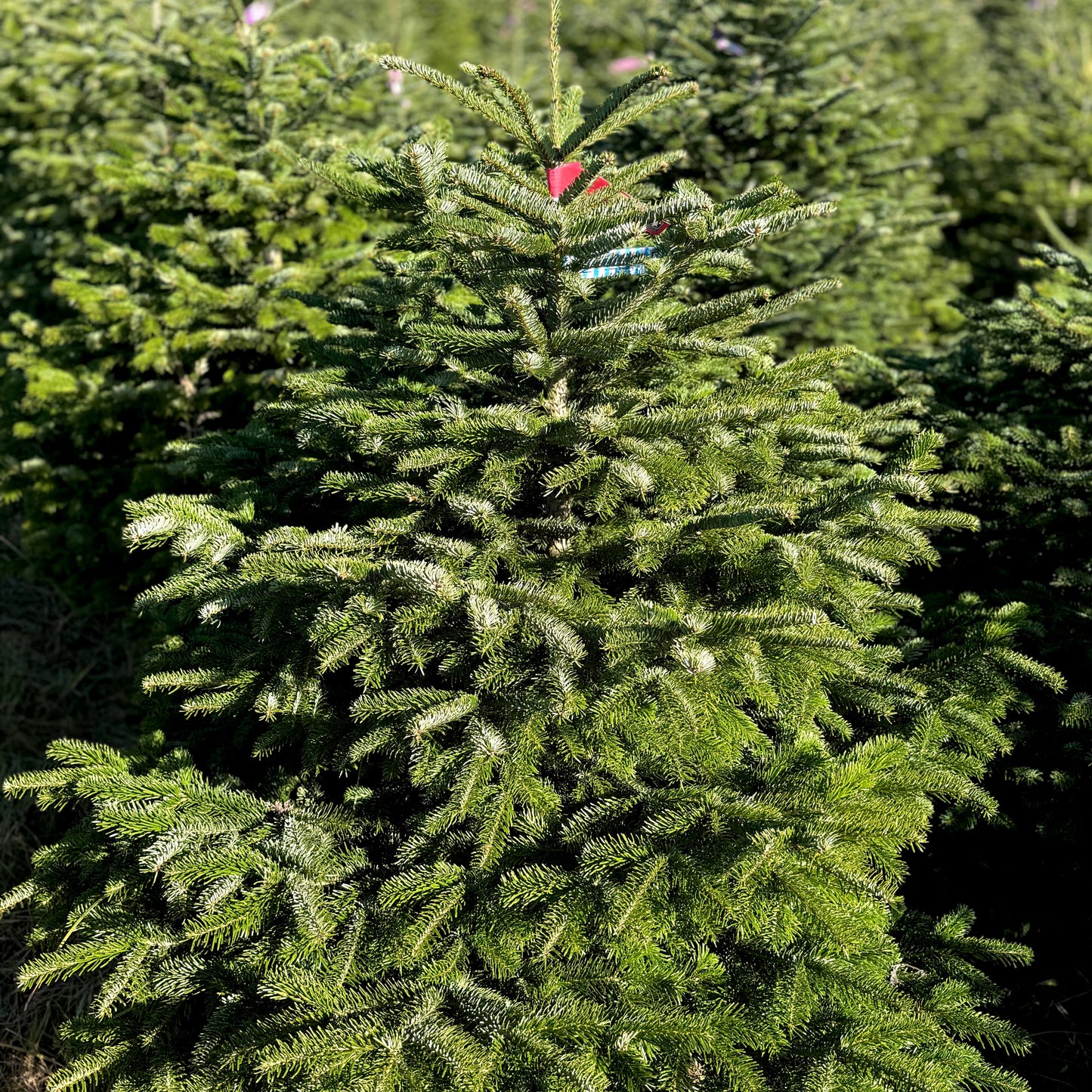 Bayerische Premium Nordmanntanne M - 1,30 bis 1,70m