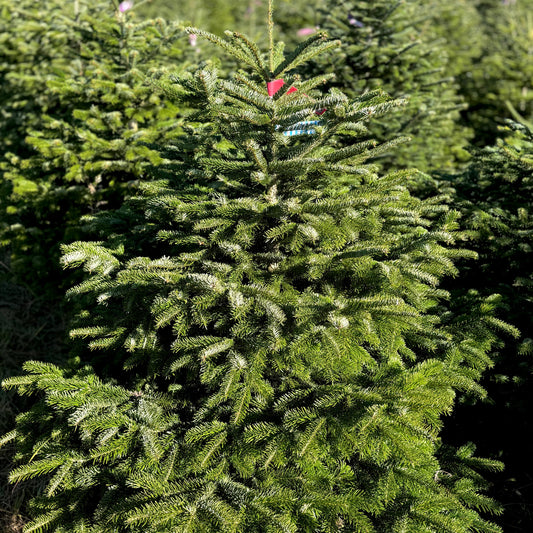 Bayerische Premium Nordmanntanne M - 1,30 bis 1,70m