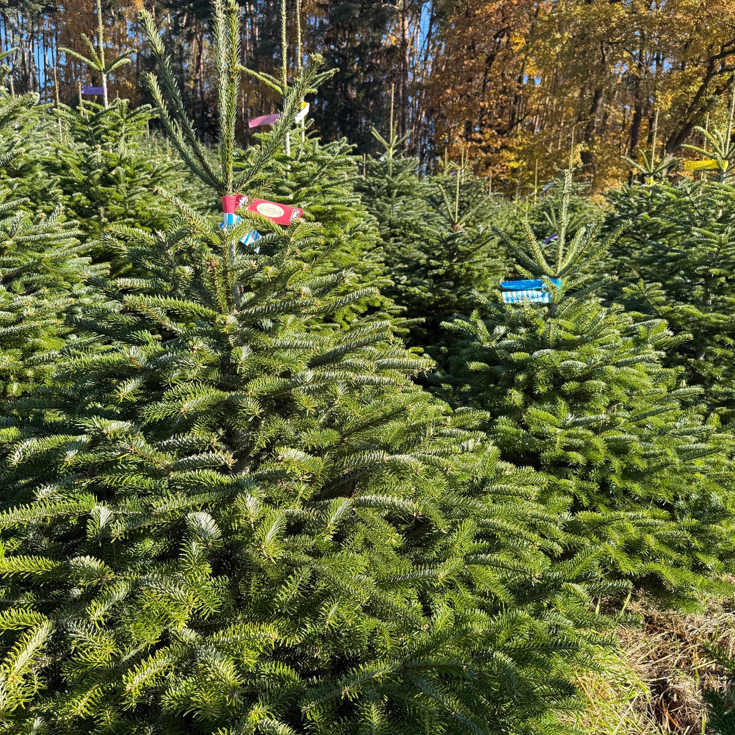 Bayerische Premium Nordmanntanne M - 1,30 bis 1,70m