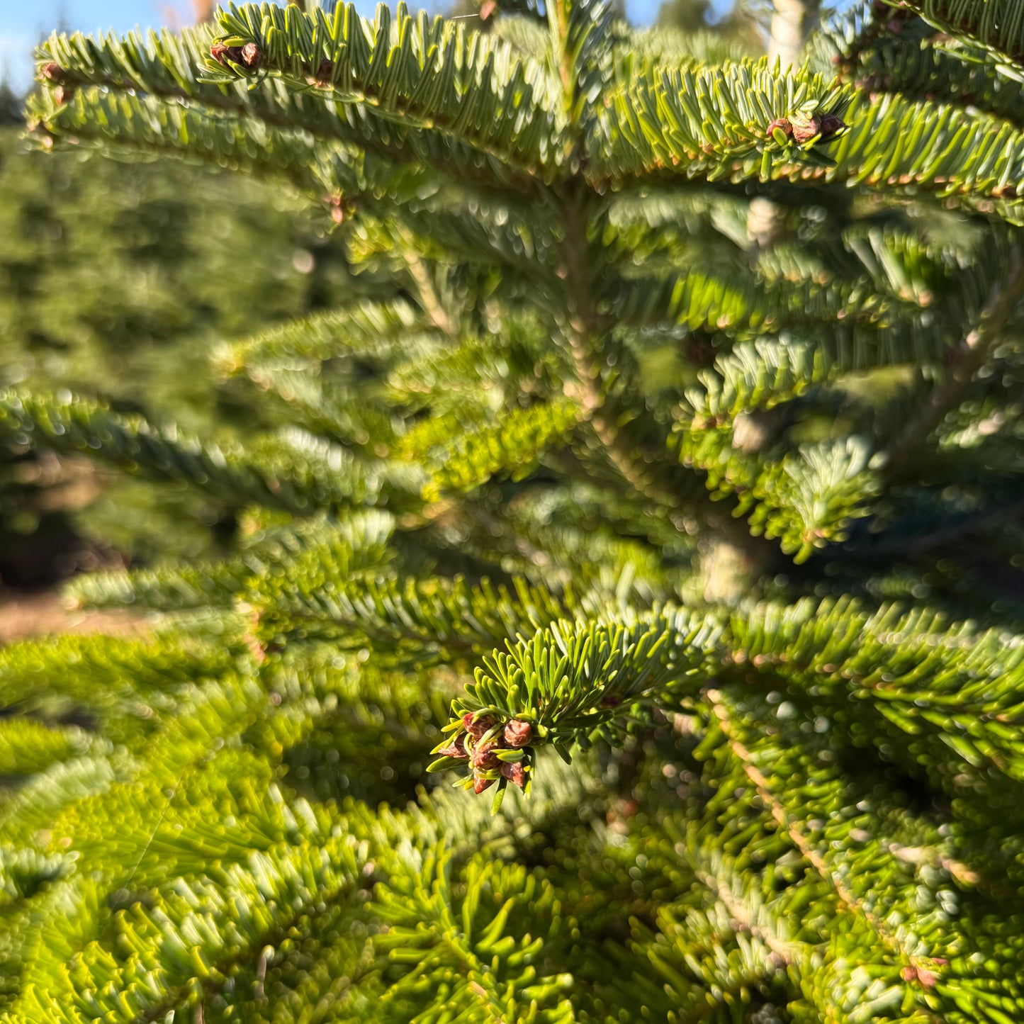 Bayerische Premium Nordmanntanne S - 1m bis 1,30m