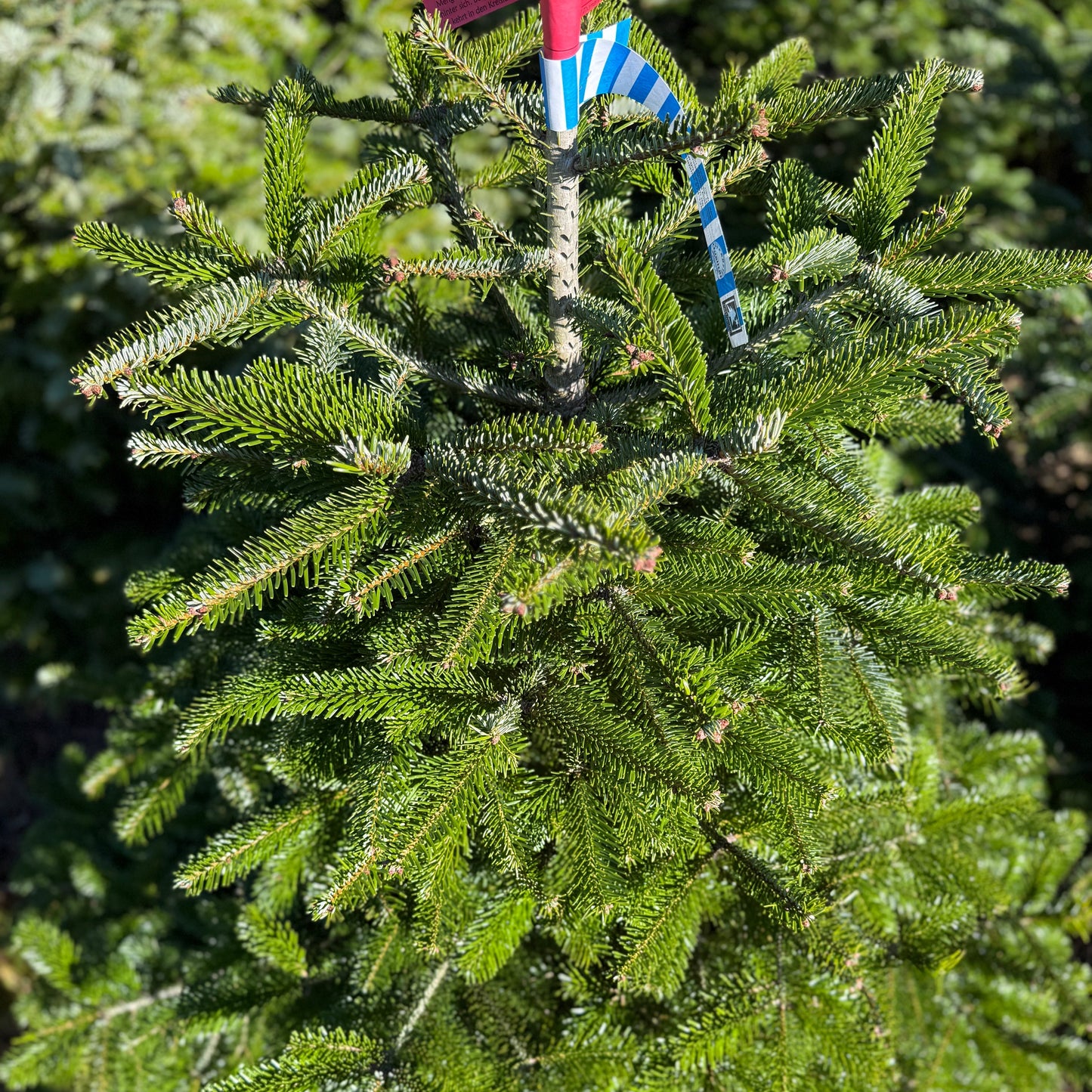 Bayerische Premium Nordmanntanne S - 1m bis 1,30m